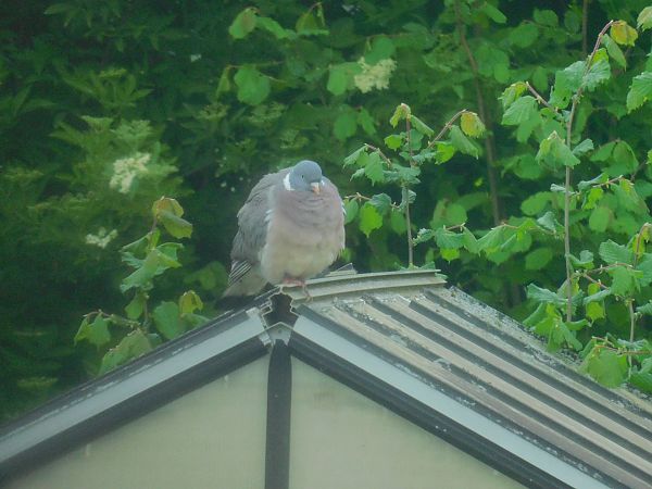 Pigeon ramier  - Veronique Lobjoie