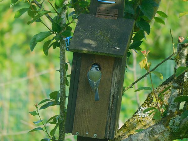 Mésange bleue  - Veronique Lobjoie