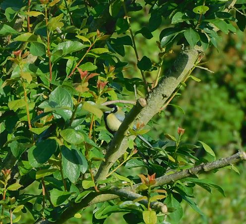 Mésange charbonnière  - Veronique Lobjoie