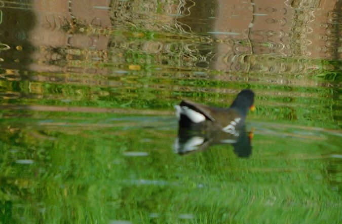 Gallinule poule-d'eau  - Veronique Lobjoie