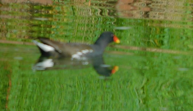 Gallinule poule-d'eau  - Veronique Lobjoie