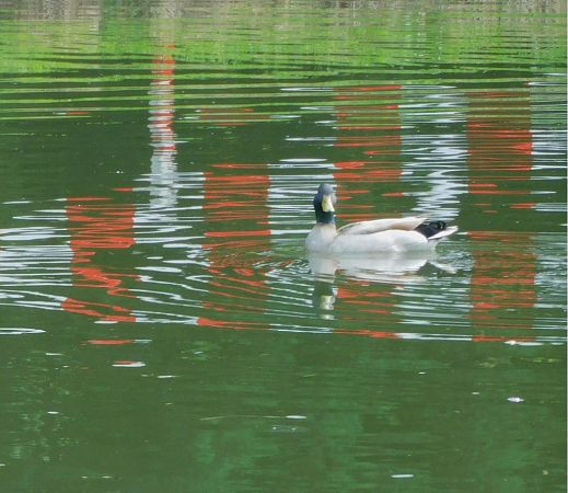 Canard colvert  - Veronique Lobjoie