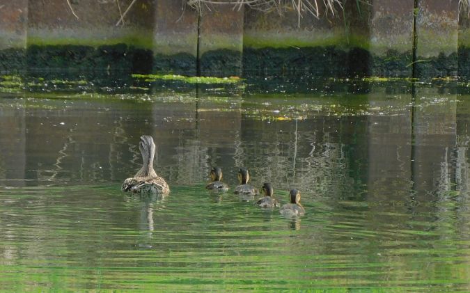 Canard colvert  - Veronique Lobjoie