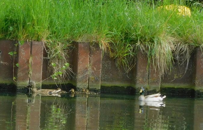 Canard colvert  - Veronique Lobjoie