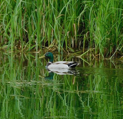 Canard colvert  - Veronique Lobjoie