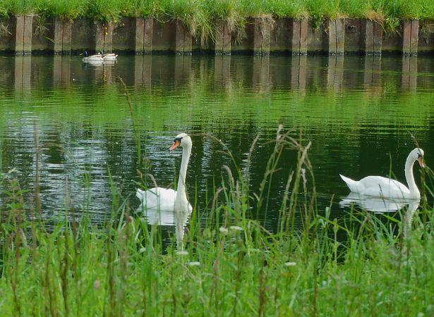 Cygne tuberculé  - Veronique Lobjoie