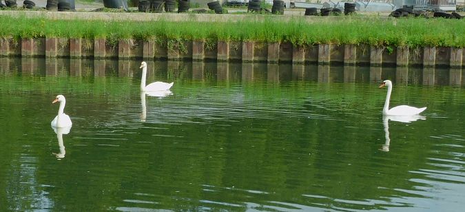 Cygne tuberculé  - Veronique Lobjoie