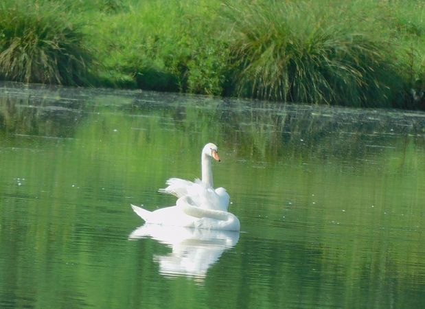 Cygne tuberculé  - Veronique Lobjoie