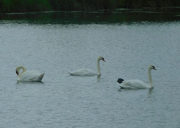 Cygne tuberculé  - Veronique Lobjoie