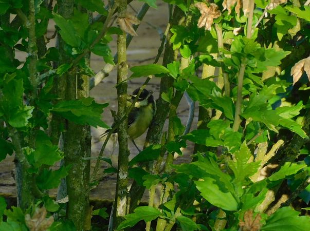 Mésange charbonnière  - Veronique Lobjoie