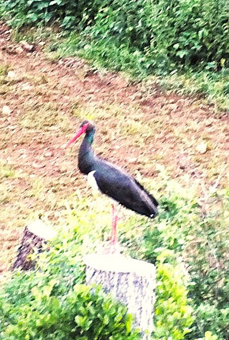 Cigogne noire  - Patrick Quercy