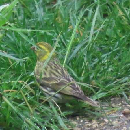 Serin cini  - Pierre Pourcelot