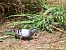 Pigeon biset domestique 