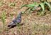 Pigeon biset domestique 
