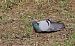 Pigeon biset domestique 