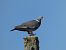 Pigeon ramier (Columba palumbus) © Taquet Pierrette