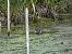 Moineau domestique (Passer domesticus) © Taquet Pierrette