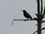 Étourneau sansonnet (Sturnus vulgaris) © Taquet Pierrette
