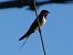 Hirondelle rustique (Hirundo rustica) © Taquet Pierrette