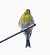 Serin cini (Serinus serinus) © auteur non diffusé