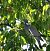 Pigeon ramier (Columba palumbus) © auteur non diffusé