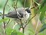 Mésange charbonnière (Parus major) © Xavier Terrassier