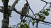 Chardonneret élégant 