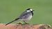 Bergeronnette grise (Motacilla alba) © auteur non diffusé