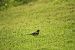 Pinson des arbres (Fringilla coelebs) © Jaime Bompart Cireau