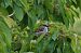 Moineau domestique (Passer domesticus) © Séverine Czn