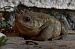 Crapaud commun ou épineux (Bufo bufo / spinosus) © Séverine Czn