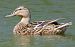 Canard colvert  - Magali Hivert