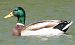 Canard colvert (Anas platyrhynchos) © Magali Hivert