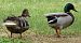 Canard colvert (Anas platyrhynchos) © Magali Hivert