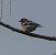 Pinson des arbres (Fringilla coelebs) © Magali Hivert