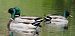 Canard colvert  - Magali Hivert