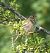 Bruant proyer (Emberiza calandra) © Magali Hivert