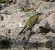 Bergeronnette des ruisseaux (Motacilla cinerea) © Magali Hivert