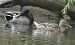 Canard colvert (Anas platyrhynchos) © Magali Hivert