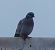Pigeon colombin (Columba oenas) © Magali Hivert