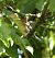 Pinson des arbres (Fringilla coelebs) © Magali Hivert