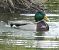 Canard colvert (Anas platyrhynchos) © Magali Hivert