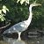 Héron cendré (Ardea cinerea) © Magali Hivert