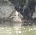 Canard colvert  - Magali Hivert