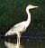 Héron cendré (Ardea cinerea) © Magali Hivert