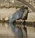 Pigeon colombin (Columba oenas) © Magali Hivert