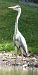 Héron cendré (Ardea cinerea) © Magali Hivert