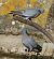 Pigeon colombin (Columba oenas) © Magali Hivert