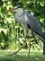 Héron cendré (Ardea cinerea) © Magali Hivert
