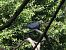 Pigeon colombin (Columba oenas) © Magali Hivert